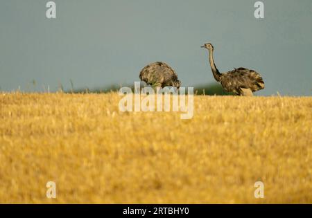 Rhée plus importante (Rhea americana), deux rheas plus importantes se nourrissant sur un champ de chaume, Allemagne Banque D'Images