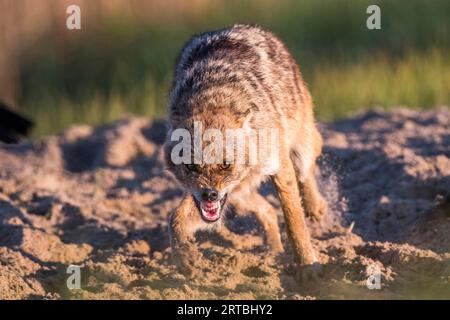 Chacal doré eurasien, chacal européen (Canis aureus moreoticus, Canis moreoticus), creusant dans un sol sablonneux et dénudant ses dents, vue de face, Banque D'Images