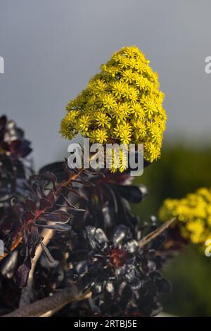 Aeonium (Aeonium arboreum), floraison, Îles Canaries, la Palma Banque D'Images