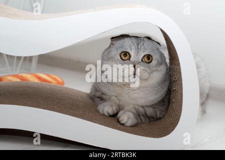 Un beau chat gris écossais plié est assis dans un aiguiseur de griffes et regarde avec peur ou se cache du propriétaire dans un intérieur de la maison. Banque D'Images