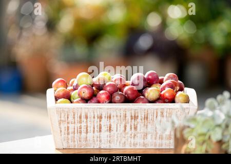 Des Damsons britanniques forgés mûrs viennent d'être cueillis dans un arbre de Damson en pleine croissance Prunus domestica. Les damsons sont présentés dans une boîte en bois prête pour la confection de confiture Banque D'Images