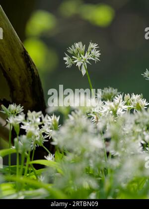 Ail sauvage, Allium ursinum, dans la forêt de plaine Banque D'Images