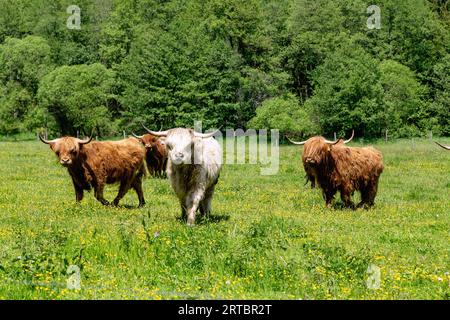 Bétail écossais des hautes terres sur un pâturage près de Přídolí en Bohême du Sud en République tchèque Banque D'Images