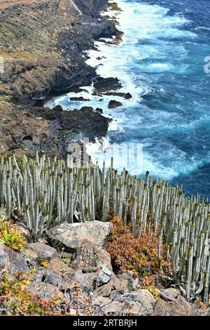 Côte de la Fajana près de Barlovento, nord de la Palma, îles Canaries, Espagne Banque D'Images