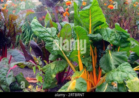 Betterave cultivée dans le potager. Feuille de betterave dans l'agriculture et la récolte. Cultiver des légumes à la maison. Banque D'Images