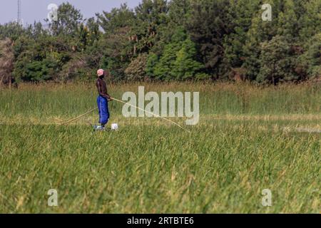 HAWASSA, ETHIOPIE - 26 JANVIER 2020 : pêcheur au lac Awassa, Ethiopie Banque D'Images