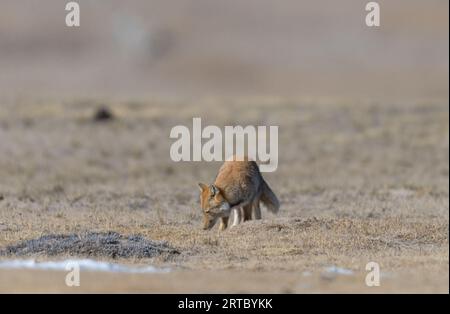 Renard de sable tibétain du lac gurudongmar, Nord Sikkim Banque D'Images