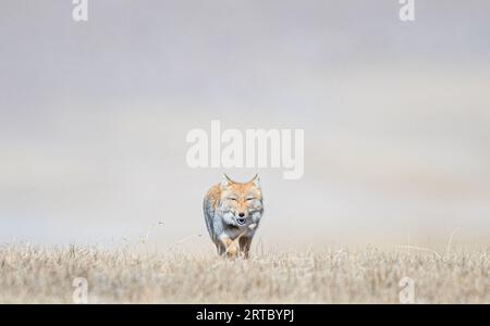 Renard de sable tibétain du lac gurudongmar, Nord Sikkim Banque D'Images