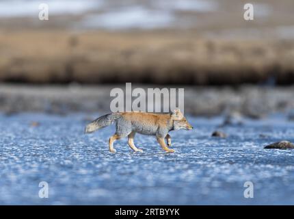 Renard de sable tibétain du lac gurudongmar, Nord Sikkim Banque D'Images