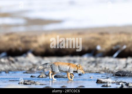 Renard de sable tibétain du lac gurudongmar, Nord Sikkim Banque D'Images