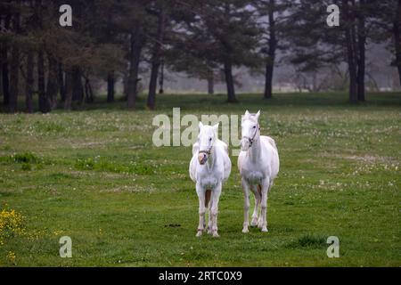 Deux chevaux blancs dans une forêt brumeuse, Bolu, Turquie Banque D'Images