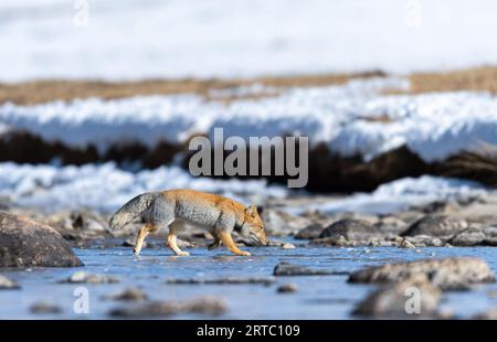 Renard de sable tibétain du lac gurudongmar, Nord Sikkim Banque D'Images