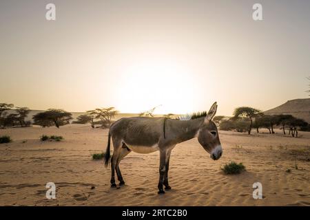 Mauritanie, région d'Adrar, El Beyedh, âne Banque D'Images