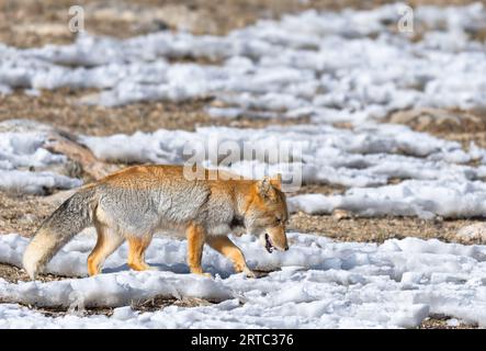 Renard de sable tibétain du lac gurudongmar, Nord Sikkim Banque D'Images