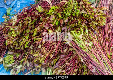 Détail des branches de khat (qat) en Ethiopie Banque D'Images