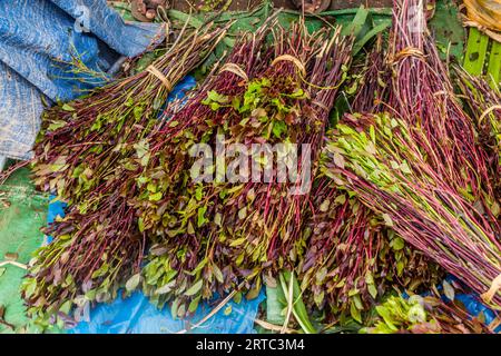 Détail des branches de khat (qat) en Ethiopie Banque D'Images