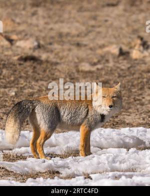 Renard de sable tibétain du lac gurudongmar, Nord Sikkim Banque D'Images