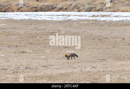 Renard de sable tibétain du lac gurudongmar, Nord Sikkim Banque D'Images