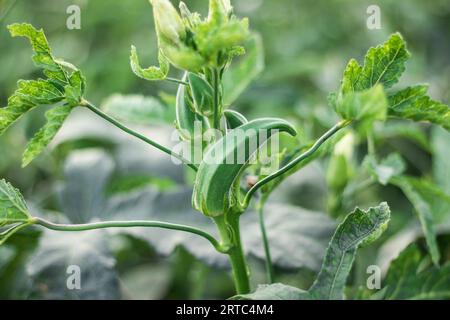 Gros plan de légumes verts d'okra frais, champ de légumes d'Okra, Okra poussant dans le champ Banque D'Images