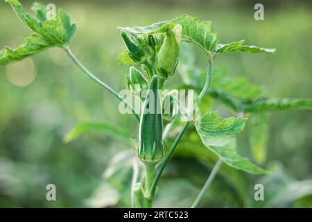 Gros plan de légumes verts d'okra frais, champ de légumes d'Okra, Okra poussant dans le champ Banque D'Images