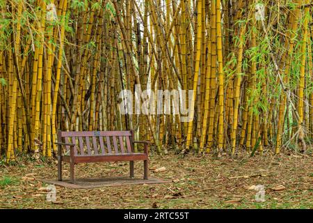 Banc de repos debout dans la forêt de bambou, Botanic Gardens, Durban, Afrique du Sud Banque D'Images