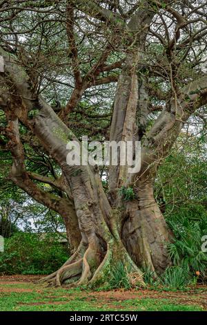 Ficus Tree, Ficus cotinifolius, Botanic Gardens, Durban, Afrique du Sud Banque D'Images