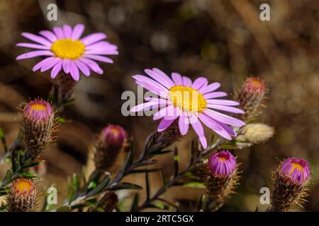 Marguerites africaines à fleurs violettes, Osteospermum, Château des géants, montagnes Drakensberg, Kwa Zulu Natal, Maloti-Drakensberg site du patrimoine mondial, Afrique du Sud Banque D'Images