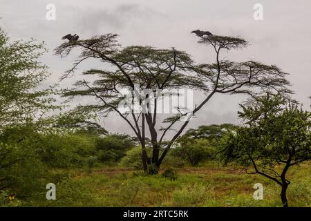 Les vautours griffon de Ruppell (Gyps rueppelli) sur un arbre dans la vallée de l'Omo, Ethiopie Banque D'Images