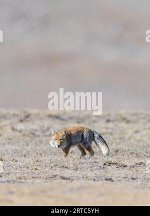 Renard de sable tibétain du lac gurudongmar, Nord Sikkim Banque D'Images