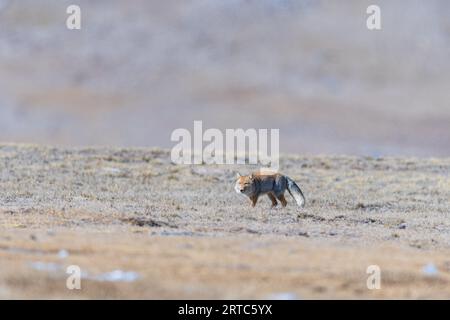 Renard de sable tibétain du lac gurudongmar, Nord Sikkim Banque D'Images