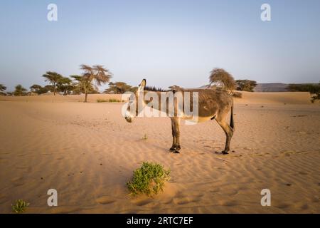 Mauritanie, région d'Adrar, El Beyedh, âne Banque D'Images