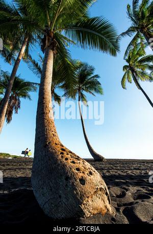 « Portrait de palmier avec deux surfeurs », Black Sand Beach, Punalu'u Beach, Big Island of Hawai'i, USA Banque D'Images