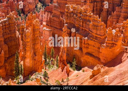 Vue depuis le Rim Trail à Bryce Canyon des hoodoos et arbres de premier plan dans la boucle Navajo, Utah, ouest des États-Unis Banque D'Images