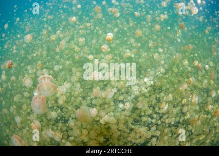 La méduse dorée endémique, Mastigius sp., prospère dans le célèbre lac de méduses des Palaos, un lac d'eau salée caché au milieu d'une grande île calcaire. Banque D'Images