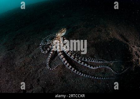 Une pieuvre imiteuse, Thaumoctopus mimicus, rampe sur un fond marin de sable noir dans le détroit de Lembeh, en Indonésie. Ce céphalopode unique peut imiter d'autres espèces. Banque D'Images