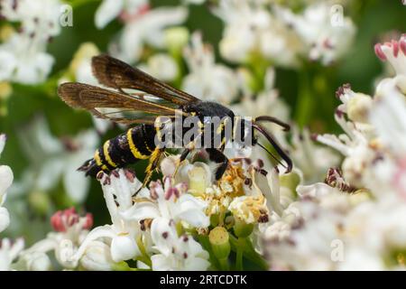 Paranthrene tabaniformis sur les fleurs plus âgées gros plan. Dans l'environnement naturel, près de la forêt en été. Banque D'Images