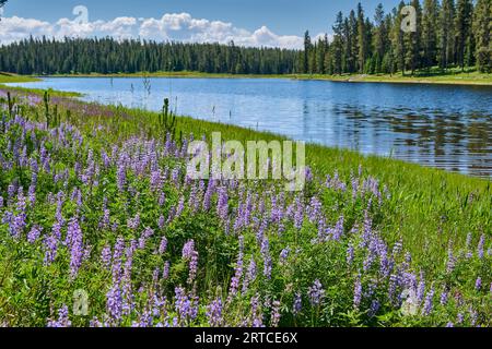 Floraison du lupin, Lupinus sericeus, fleurs printanières dans le parc national de Grand Teton, Wyoming, États-Unis d'Amérique Banque D'Images