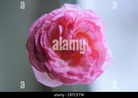 Fleur rose pâle gros plan sur fond lumineux. Banque D'Images