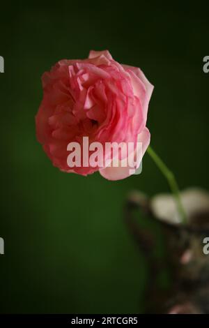 Fleur rose pâle gros plan dans un vase en céramique sur fond vert. Banque D'Images