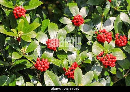 Les baies rouges vives ou les têtes de graines de Jananese Skimmia (Skimmia japonica), Angleterre, Royaume-Uni Banque D'Images