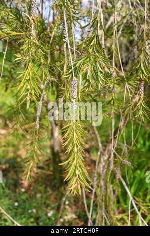 Les baies ou les têtes de graines ou les graines de la plante de brosse de bouteille, Callistemon citrinus, Angleterre, Royaume-Uni Banque D'Images