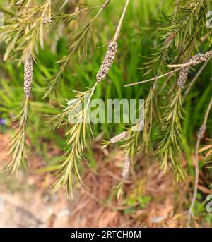 Les baies ou les têtes de graines ou les graines de la plante de brosse de bouteille, Callistemon citrinus, Angleterre, Royaume-Uni Banque D'Images