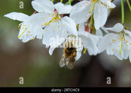 une abeille recueille du miel sur des cerisiers en fleurs blancs. Banque D'Images