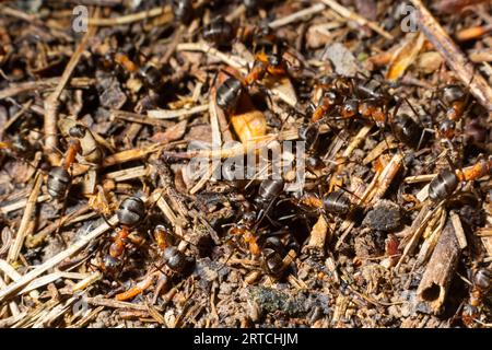 Les fourmis en bois rouge construisent un nid Formica rufa. Colonie de fourmis rouges dans la forêt. Photo macro. Banque D'Images