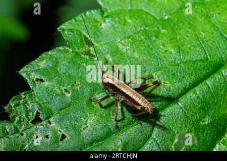 Un Dark Bush-Cricket Pholidoptera griséoaptera perché sur une feuille. Banque D'Images