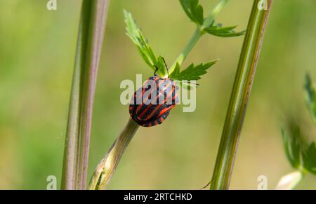 Insecte européen de Minsrel ou insecte italien de bouclier rayé, Graphosoma lineatum, escalade d'une bande d'herbe. Banque D'Images