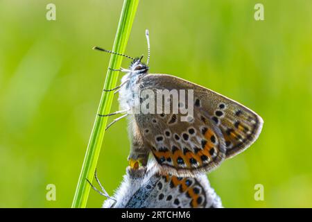 Plebejus argus ou petit papillon, est une espèce de papillon de la famille des Lycaenidae. Banque D'Images