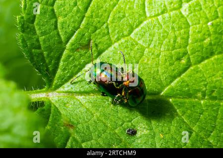 deux coléoptères à feuilles brillantes aux couleurs arc-en-ciel lors de l'accouplement d'insectes, chrysolina fastuosa. Banque D'Images