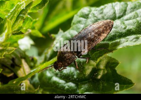 Agrypnus murinus est un coléoptère de la famille des Elateridae. Il est communément appelé le coléoptère de clic doublé. Il larves sont im Banque D'Images