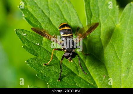 Un cornet jaune repose sur une feuille verte. dans la forêt d'été, journée ensoleillée. Dans l'environnement naturel. Banque D'Images